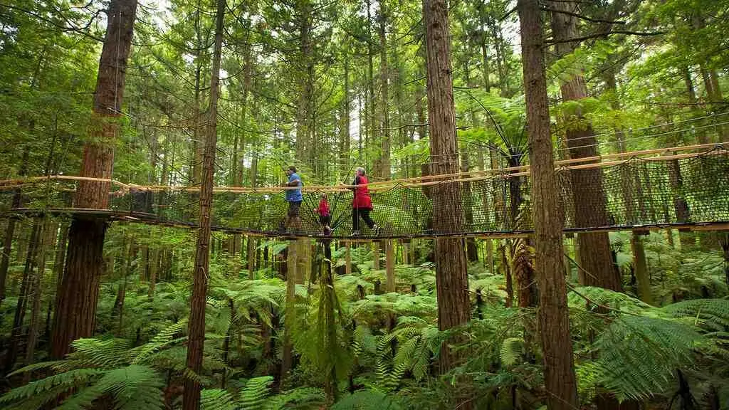 Redwoods Treewalk Rotorua Tourism Media