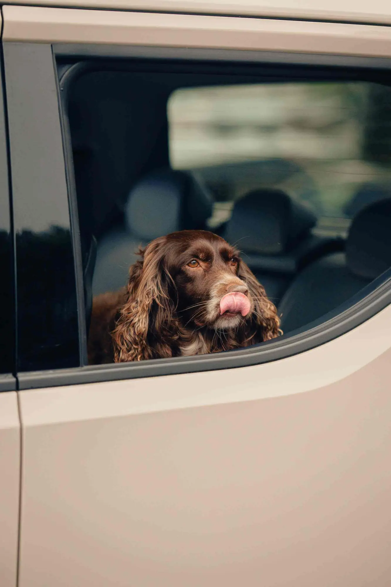 Pet friendly accommodation Bright